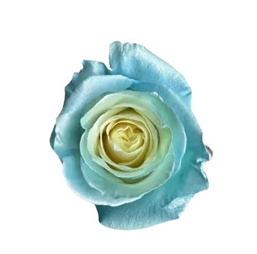 M. Sky Blue